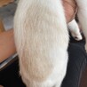 素敵な里親さんがみつかりました☆ピノくん サムネイル3