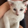 素敵な里親さんがみつかりました☆ピノくん サムネイル6