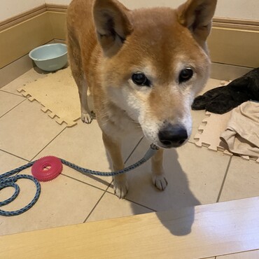 15歳8カ月で、旅立ちました。お家に来てくれてありがとう。