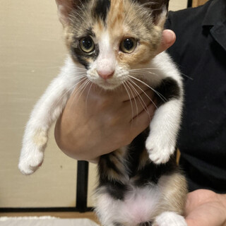 可愛い三毛猫の仔猫ちゃん♡一匹ずつでも可能