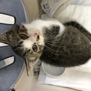 白血病陽性の3ヶ月の女の子