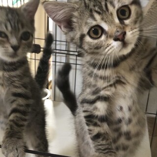 甘えん坊の兄弟千とハク