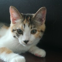 ハル