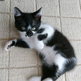 【交渉中】2ヶ月のハチワレ女の子【ハナちゃん】