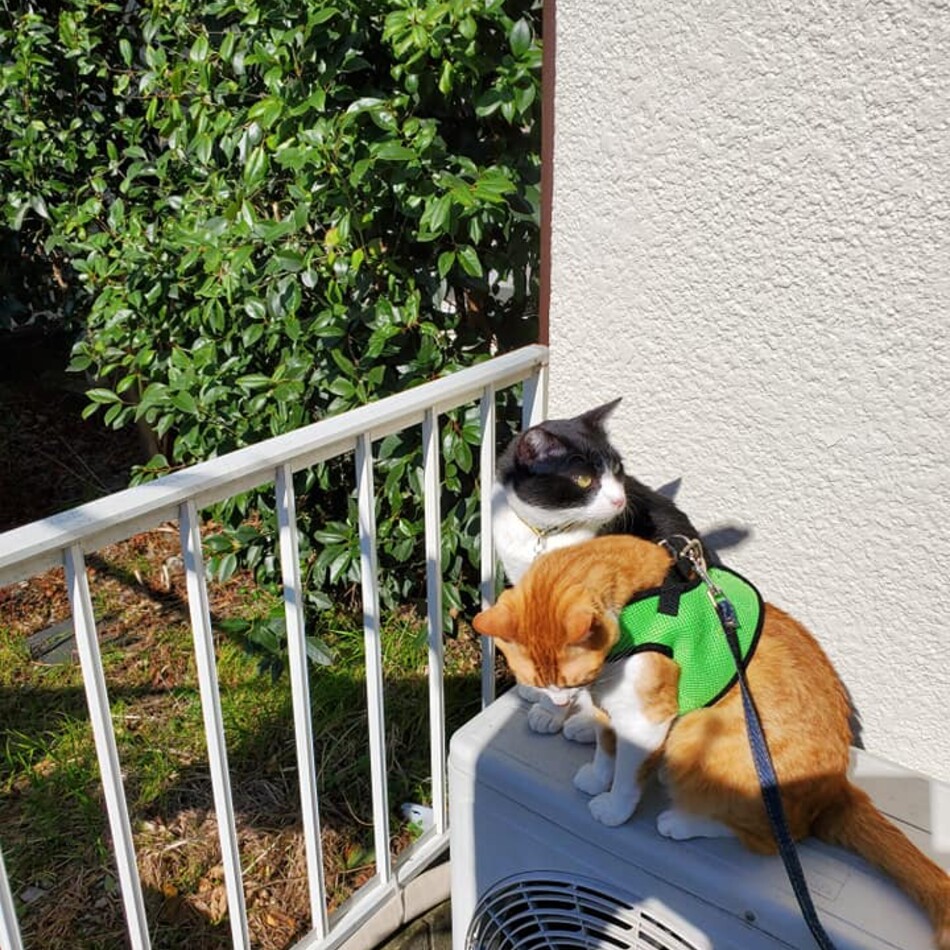 まりんるーじゅのカバー写真