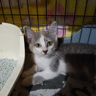 グレー白のおとなしい女の子♀