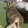 あんず✳︎