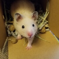 きんちゃん２号