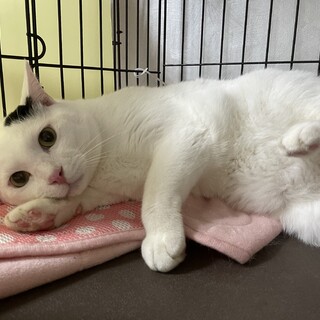 巨大化してしまったマザコン君