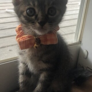 カラスと闘っていた４兄妹猫の女子チーム