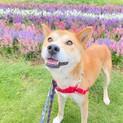 ビビリだけどあまえんぼう☆あさひくん