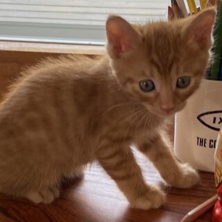 カラスと闘っていた４兄妹猫の男子チーム