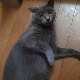 猫を大事にしてくれる方を探しています。