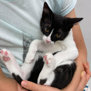 元気いっぱいなハチワレ男の子