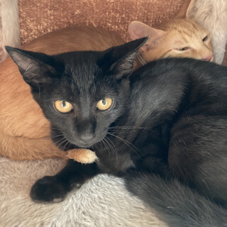 元気いっぱい！幸せを呼ぶ黒猫さん