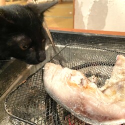 ブリカマを食べたいあんこ(仮)