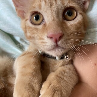 元気いっぱい！茶トラの男の子