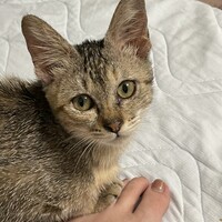 ツナ