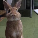 急募！可愛いオスうさぎの里親大募集✳︎