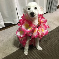 ラルゴ