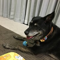 ひまわり