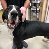 繫殖場よりレスキュー　グレートデン♂ サムネイル4