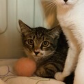 4ヶ月、キジシロ♀