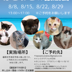 ほごねこの譲渡会in福岡市早良区