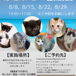 ほごねこの譲渡会in福岡市早良区 サムネイル1