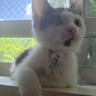 超甘えん坊！！元気いっぱいおはぎ君