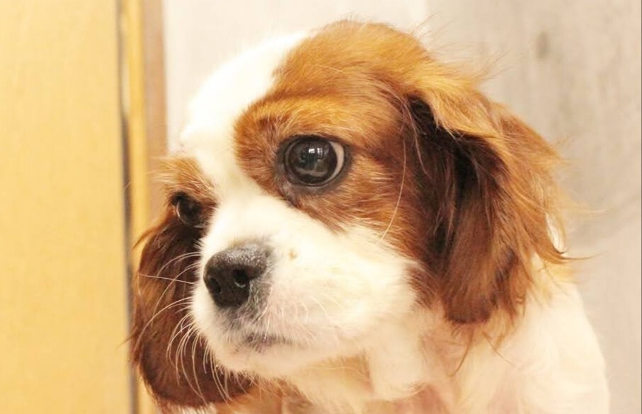 新品未使用 送料無料 おしゃれ かわいい キャバリア キャバリアキングチャールズスパニエル クッションカバー グッズ 小型犬 花 超高品質で人気の キャバリア