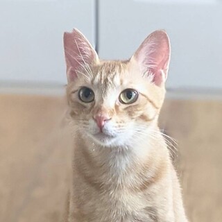 イケメン！ 甘えん坊の 茶とらの ジュジュくんです