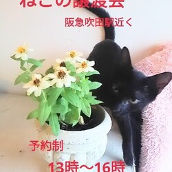 阪急吹田駅近＊[完全予約制]猫の譲渡会
