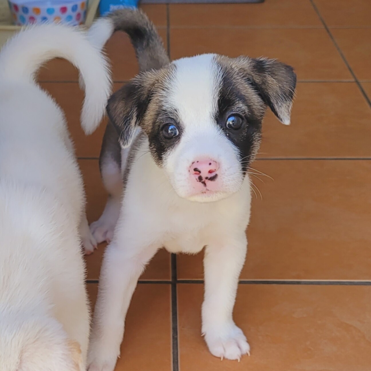 ♡セミオーダー受付中♡ 可愛い狆ちゃん 犬 3 超レアパネル 【公式通販】