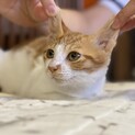 約2ヶ月半、茶白の♀①