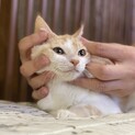 約2ヶ月半、茶白の♀②