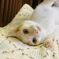 約4ヶ月、茶白の♂