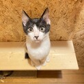 人が大好き☆ハチワレの男の子