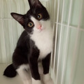 人馴れOK可愛いハチワレ♂３か月半