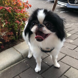 ペキニーズMIX女の子4歳くらい