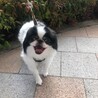 ペキニーズMIX女の子4歳くらい サムネイル4