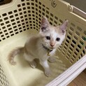 ご理解のある里親募集します。