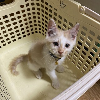ご理解のある里親募集します。