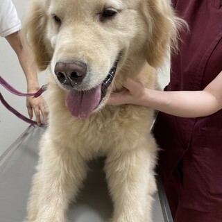 ゴールデンのディア君トライアル開始で一旦募集停止