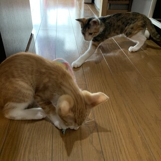 可愛いさMAX～チャ白・縞三毛、Q10な兄妹