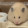 ありりこ