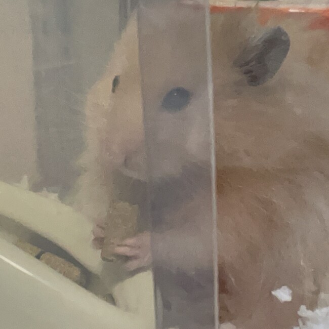 ありりこのカバー写真
