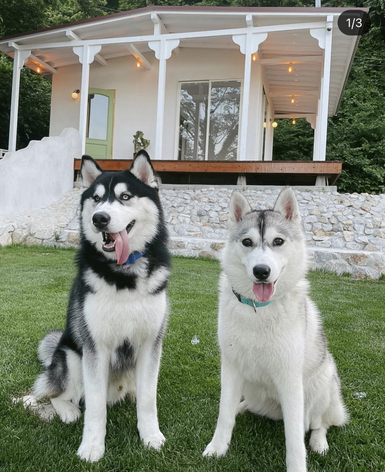 ハスキー 一歳 ２匹一 広島県 犬の里親募集 ペットのおうち 月間利用者150万人