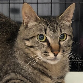 穏やかな甘えん坊ボクちゃん