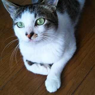 おっとりした性格のひなた君